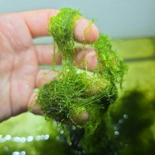 20x40cm aquariummoos amblysteg gebraucht kaufen 20x40cm aquariummoos amblysteg gebraucht kaufen  Salzweg