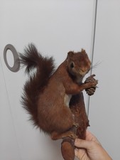 Animali tassidermia usato Animali tassidermia usato  Carpi