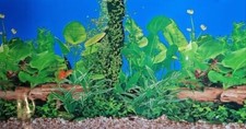 Sfondo poster pvc usato  Paterno