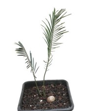 Encephalartos ghellinckii 2018 usato  Napoli