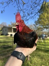 Dozen black breasted for sale  Fulton