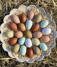 Mixed rainbow fresh for sale Mixed rainbow fresh for sale  LINGFIELD