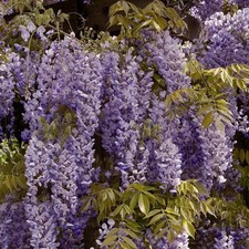Wisteria sinensis chinese for sale  SOUTHAMPTON