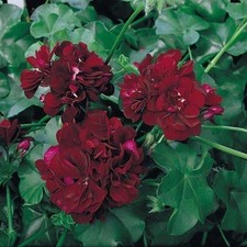Geranium trailing ivy for sale  UK