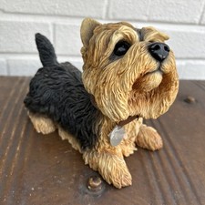 Large yorkshire terrier for sale  BIRMINGHAM