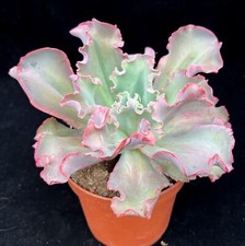 Extra large echeveria for sale  LEIGH