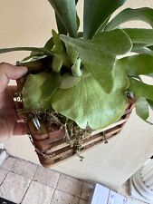 Basket staghorn fern for sale  Boynton Beach