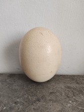 Véritable oeuf autruche d'occasion  Fayence