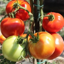 Marglobe tomatensamen pflanzen gebraucht kaufen  Sinsheim