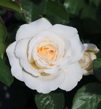 Bush rose margaret for sale  SANDY