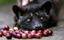 Caffè kopi luwak usato Caffè kopi luwak usato  Spedire a Italy