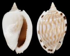 Coquillage collection phalium d'occasion  Lyon VI