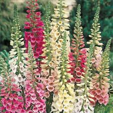 Foxglove excelsior mixed for sale  UK