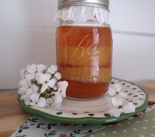 Live kombucha scoby for sale  North Tazewell