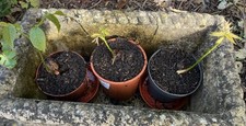 Walnut sapling for sale  WESTON-SUPER-MARE