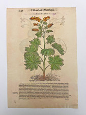 Mattioli xilografia 1500 usato  Treviso