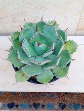 Agave potatorum kissho usato  Bisceglie