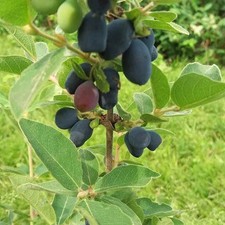 Lonicera kamtschatica wojtek d'occasion  Pouzauges