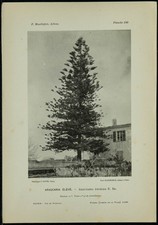 1898 araucaria élevé d'occasion  France