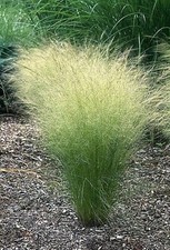 Mexican feather grass for sale  Massillon