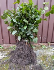Grab Pospolity Carpinus Betulus sadzonki na żywopłot 40-60cm na sprzedaż  PL