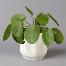 Pilea peperomioides übertopf gebraucht kaufen  Deutschland