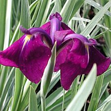 Variegated japanese clematis for sale  LOUTH