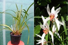 cymbidium d'occasion  Fumel