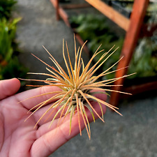 Ionantha sunset orange for sale  Vacaville