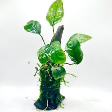 Anubias weeping moss for sale  ACHARACLE