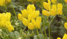 Graines lotus cytisoides d'occasion  Paris II