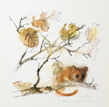 Hazel dormouse art for sale Hazel dormouse art for sale  SALISBURY