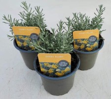 Curry plant 10.5cm for sale  BALLYMENA