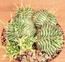 Euphorbia pulvinata variegata usato  Baranzate
