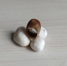 Anello legno fatto usato  Luzzi