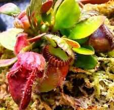 Cephalotus follicularis live for sale  PORTSMOUTH