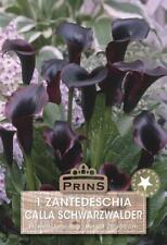 Zantedeschia schwarzwalder bla for sale  UK