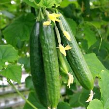 cucumber plants for sale  MELKSHAM