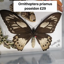 Ornithoptera priamus poseidon for sale  BARRY