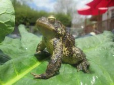 Live toad tadpoles for sale  North Adams