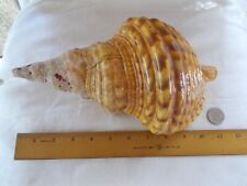 Charonia tritonis trumpet for sale  Miami Beach