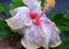 Sea spray hibiscus for sale  Wauchula