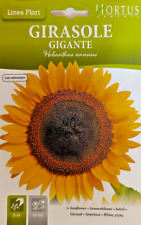 Semi girasole giganti usato  Trappeto