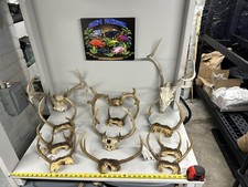Whitetail buck deer for sale  Eveleth