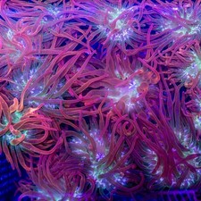 Aquacultured rainbow bubble for sale  Ferndale
