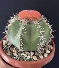 Rare cactus plante d'occasion  Aire-sur-l'Adour