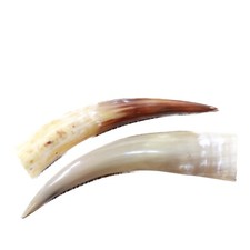 Polished cow horns for sale  Parma