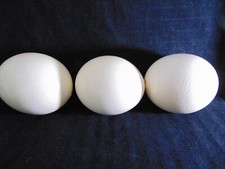 Ostrich eggs blank for sale  Geneseo