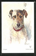 Drahthaar terrier halsband gebraucht kaufen Drahthaar terrier halsband gebraucht kaufen  Berlin