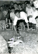 1966 groppello adda usato  Milano